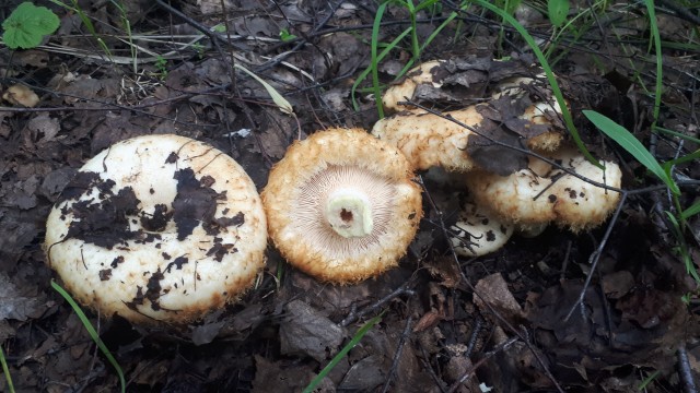 Грибной поход . День второй