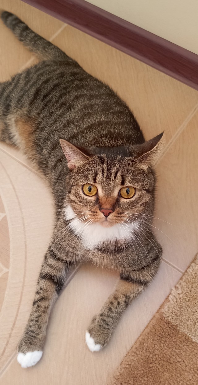 Котовторник