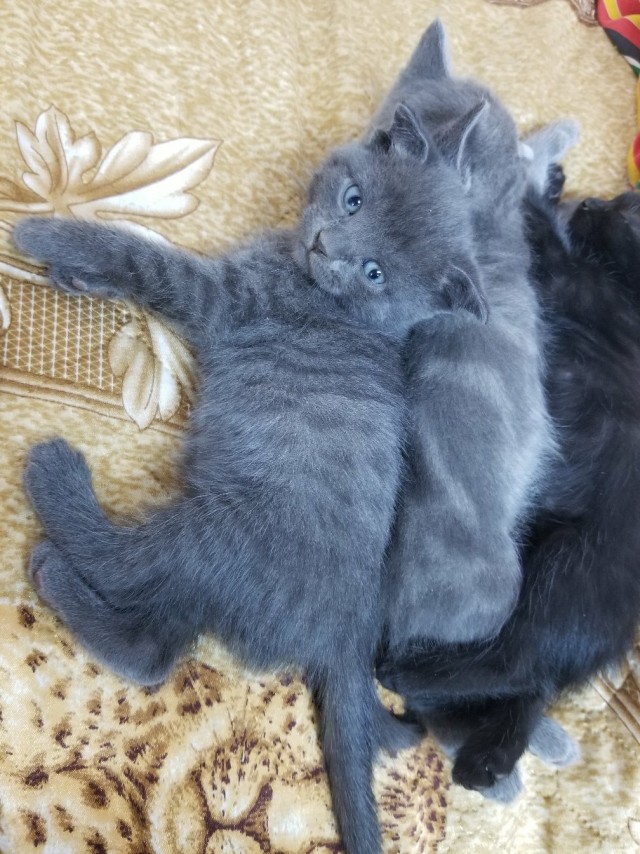 Котовторник