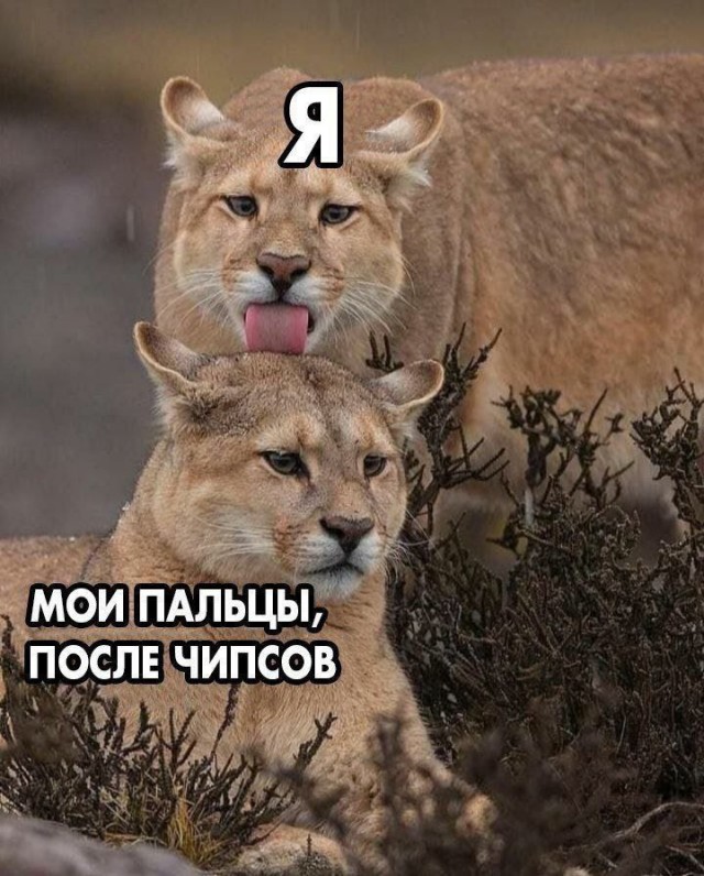 Картинки для деградации 92 (разной степени свежести)