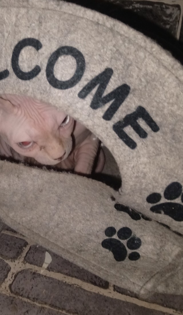 Демонический котэ на котовторник
