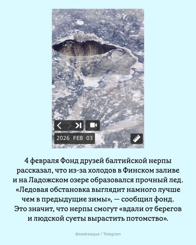 Санкт-Петербург получил мотивацию перетерпеть морозы.