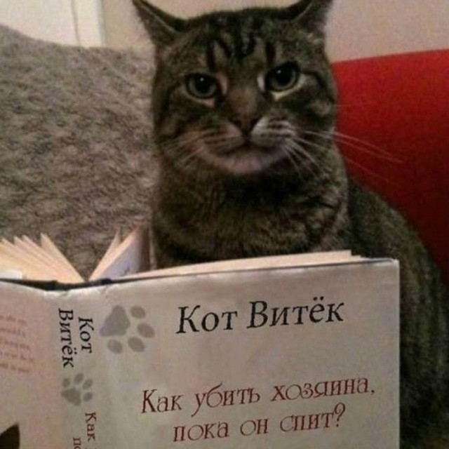 Почему кошки скидывают вещи со стола?