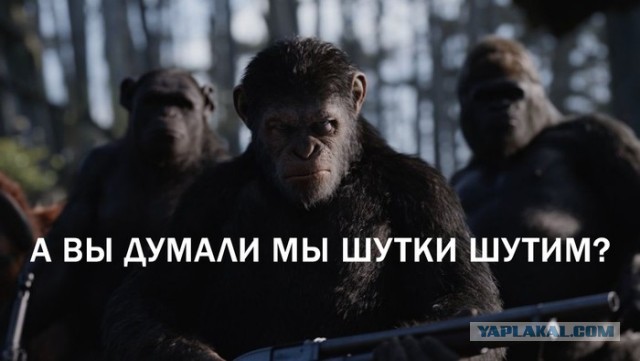 Почему собачники злее собак?