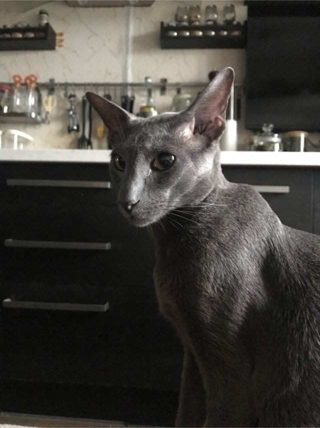 Доброе утро котаны!