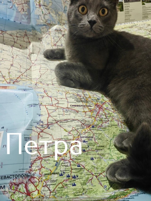 Жизнь домашнего приюта "Котоленд" 560