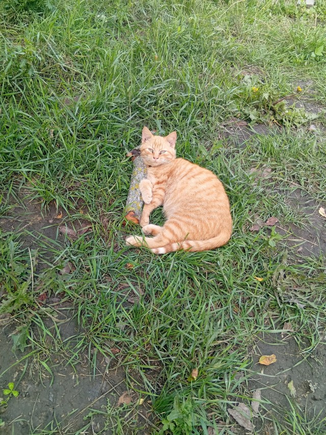 Коты с которыми служу.или которым служу!)