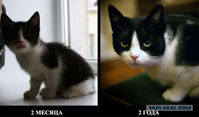 Коты и время