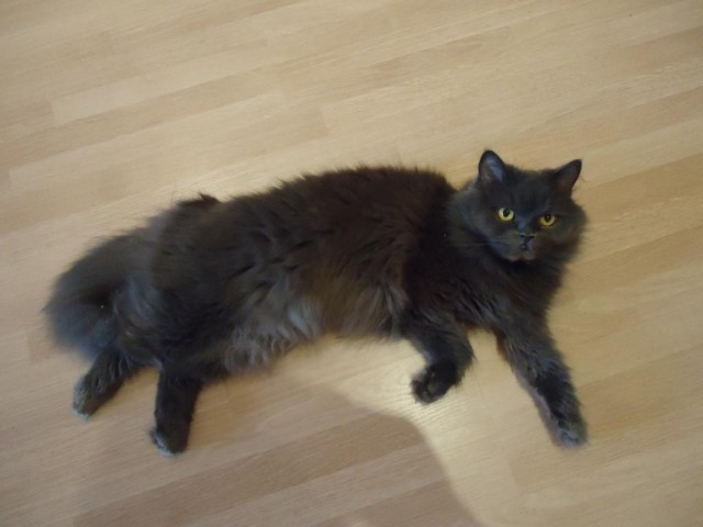 Котовторник 17.09.2013