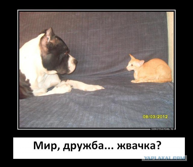 Котовторник 25.02.2014