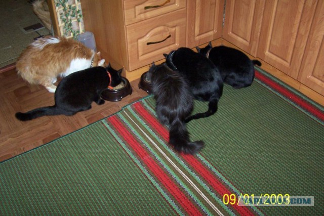 Котовторник 25.02.2014