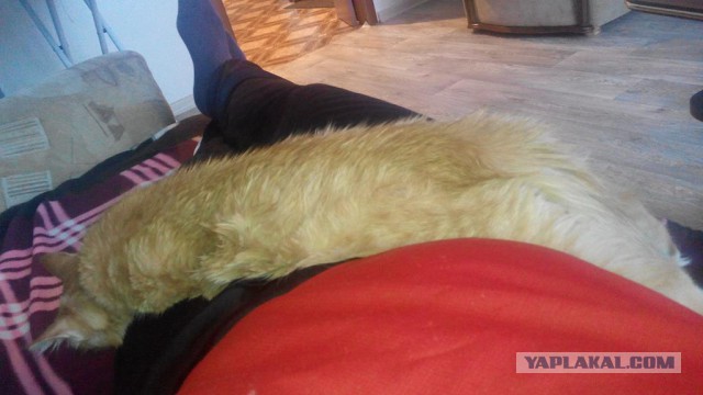 Знакомьтесь - это Персик!