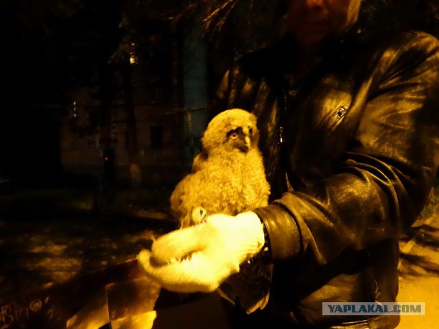 О диких соседях