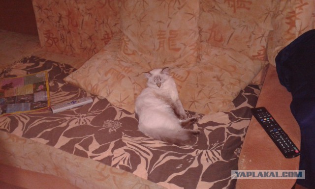 Котовторник 26.08.14.
