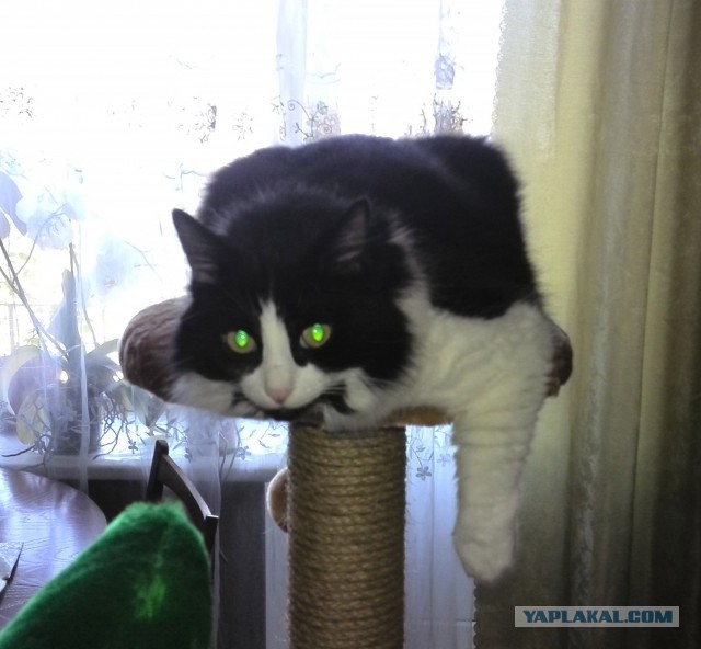Котовторник 7.10.2014