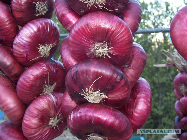 Какие продукты уникальны для Вашего региона?