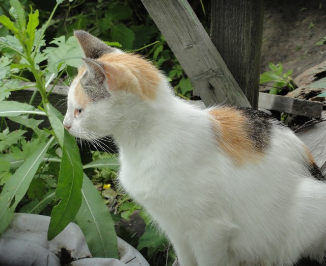 Золотая осень