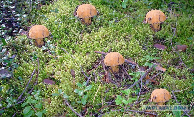 Кто нибудь хочет за грибами?