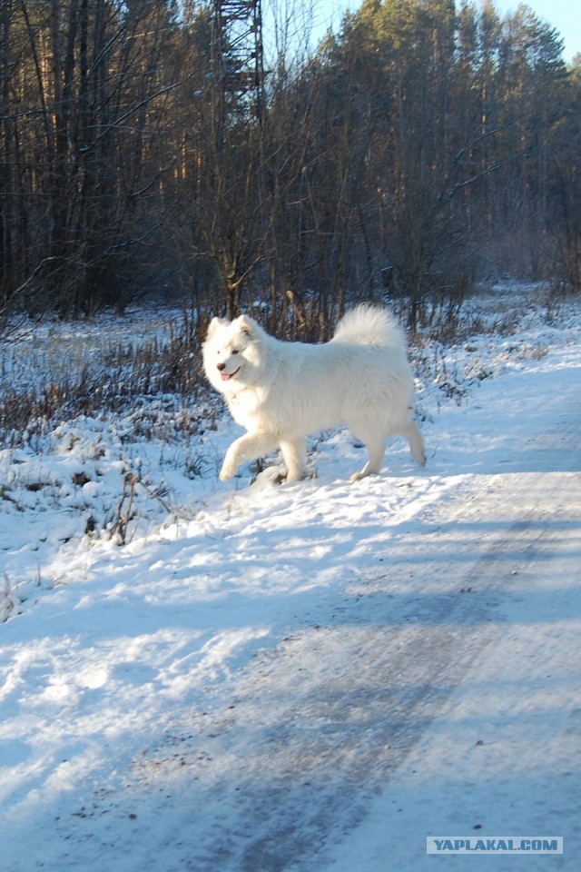 Собакочетверг же, ау!