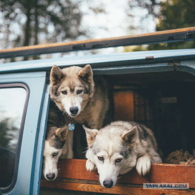 Собакочетверг