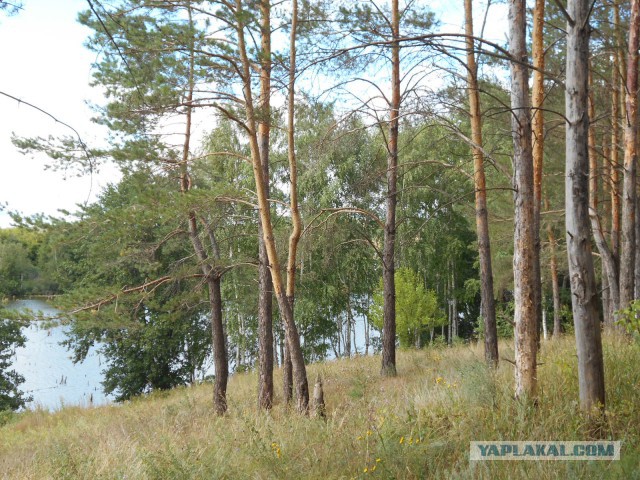 Я узнал, что у меня есть огромная семья