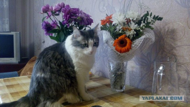 Кот по имени Котлета покоряет интернет