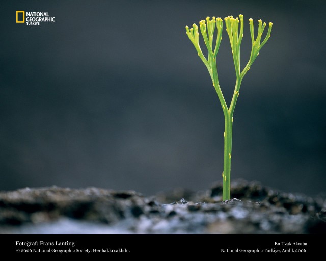 Лучшие фотографии National Geographic