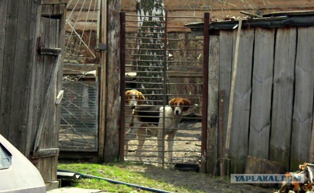 Сельскохозяйственный эксперимент ч. 7