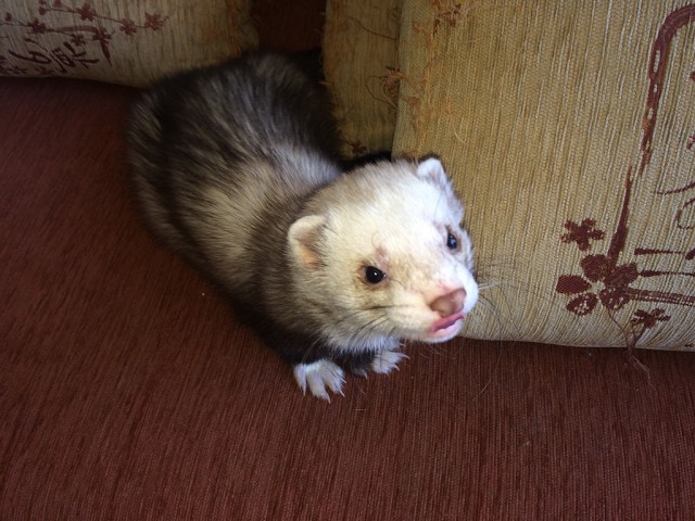 Хорьки и выдры