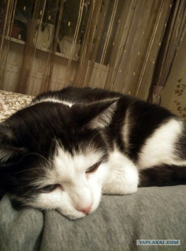 Котовторник 21.06.16