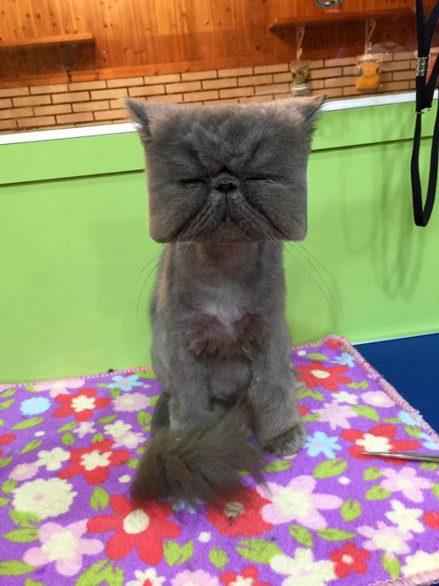 Прикольные животные