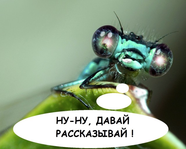 Он на 80% состоит из глаз (7 ми-ми)