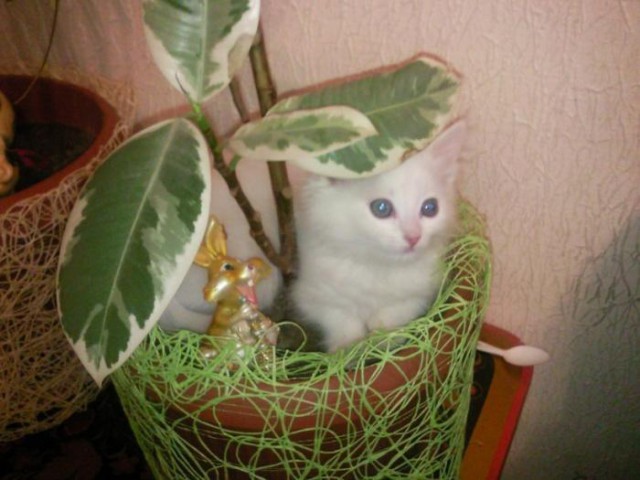 Коты из сети