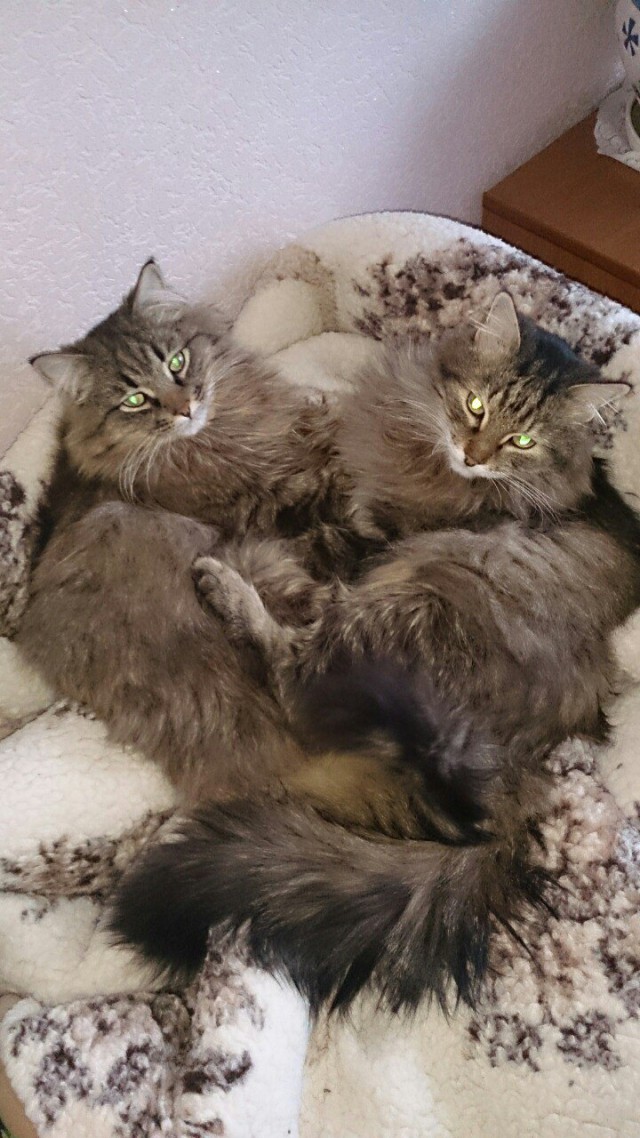 Коты из сети