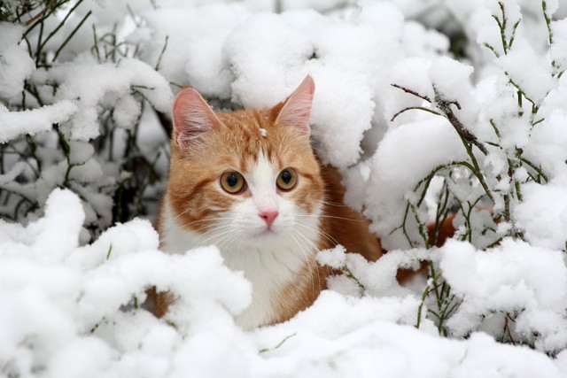 Жизнь рыжего кота, собаки