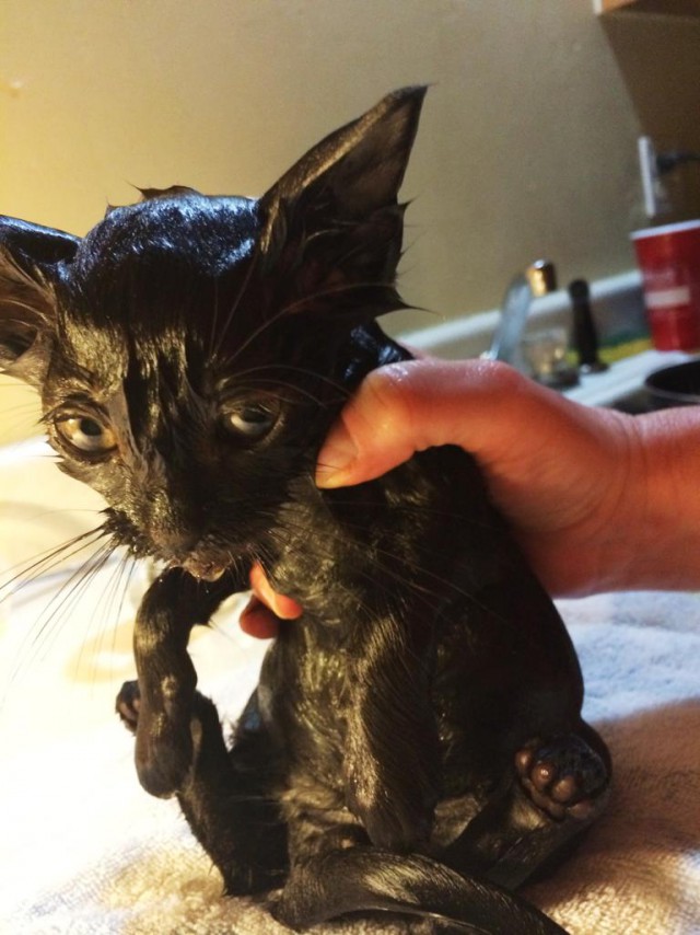 Коты и Кошки