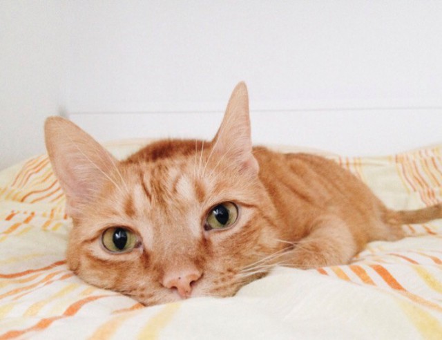 Коты и Кошки