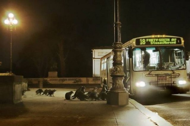 Подборка забавных животных