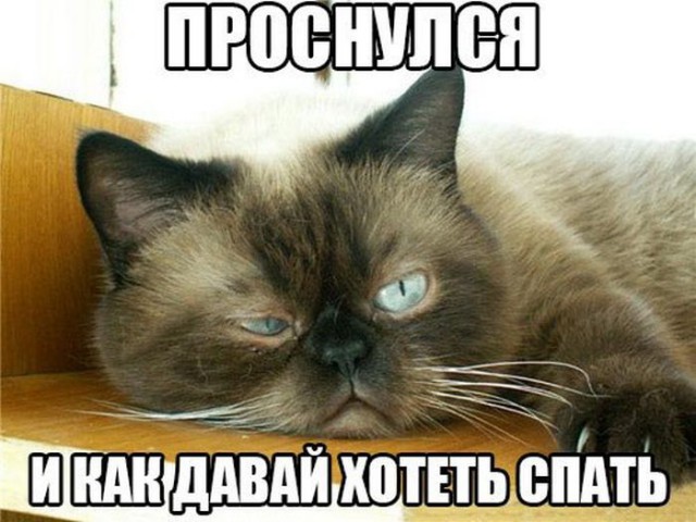 Коты и Кошки