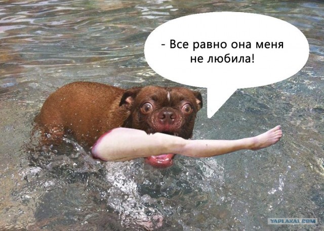Жабельный собакен