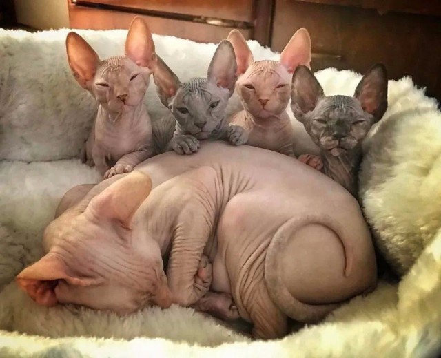 Коты и Кошки