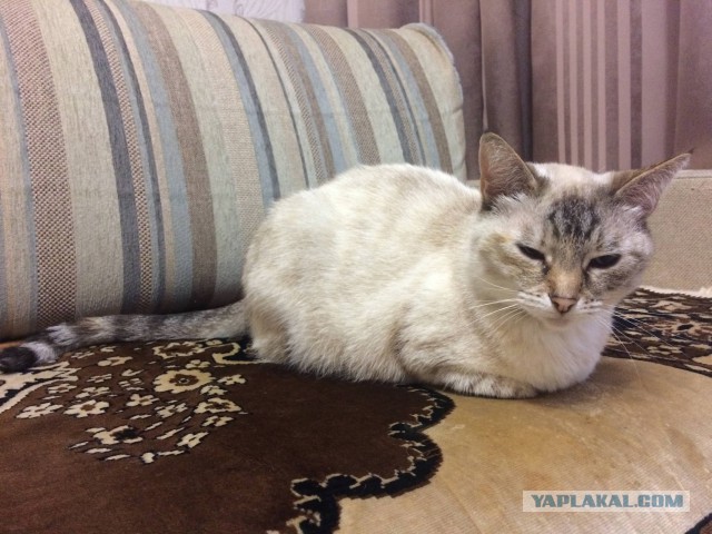 Котовторник 31.10.2017