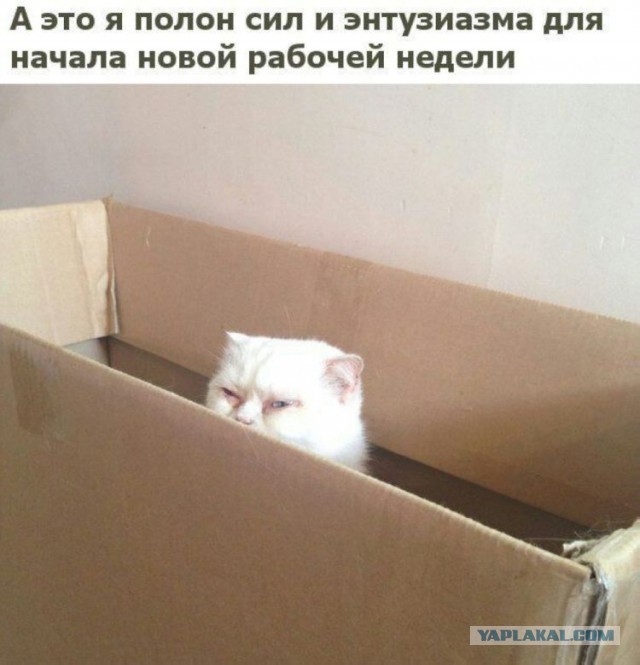 Котовторник  14.11.2017