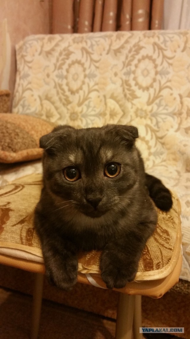 Взяли себе хозяина