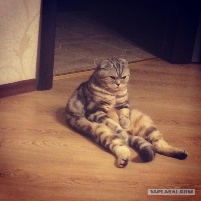 Котовторник 16.01.2018