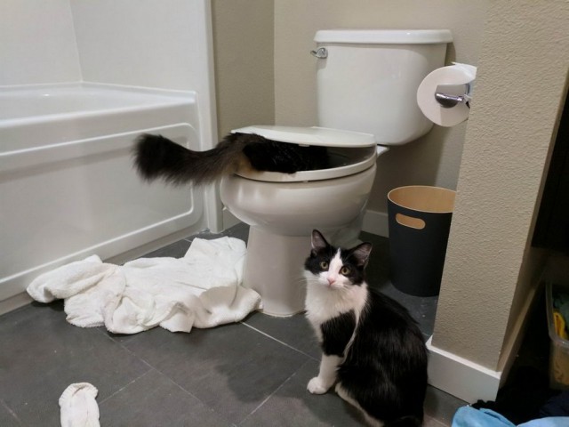 Прикольных котов пост