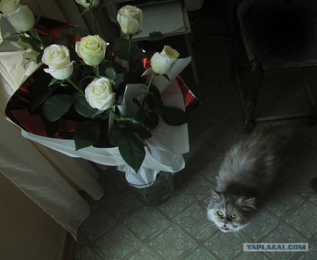 Уррааа! Котовторник на ЯПлакалъ!