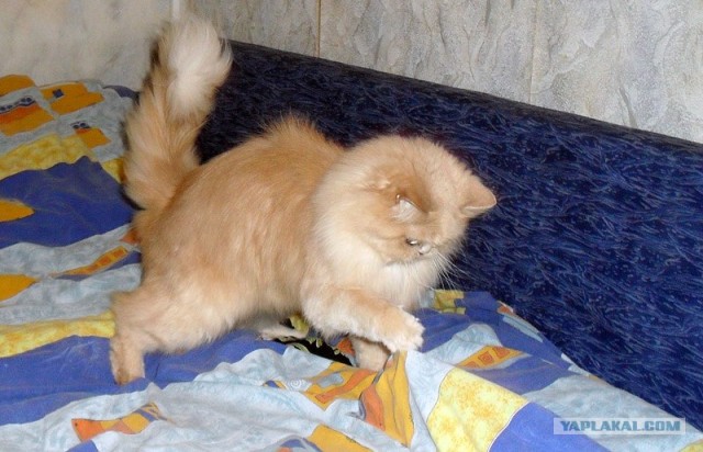 Котопятница