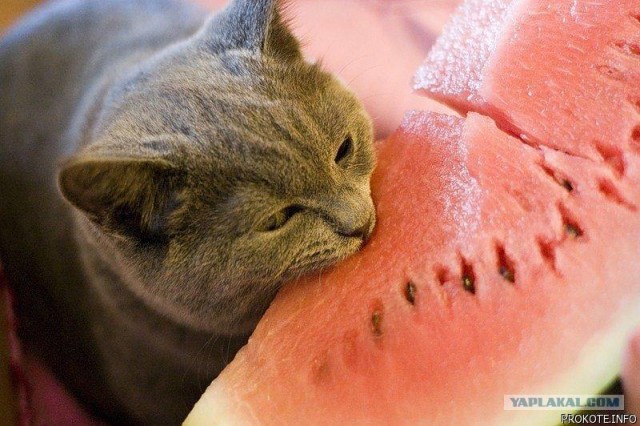 Котовторник