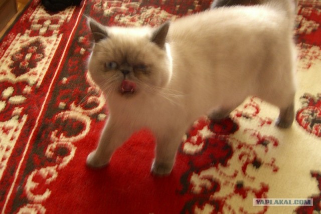 Котовторник на середину июня